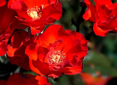 Pretty Red Roses - red, roses, pretty, flowers, nature