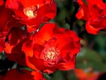 Pretty Red Roses