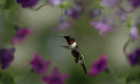 Hamming bird and flowers - nature, purple, animals, hamming, hummingbird, beautiful, flowers, bird