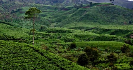 Still Rancabali - plantation, tea, nature, rancabali