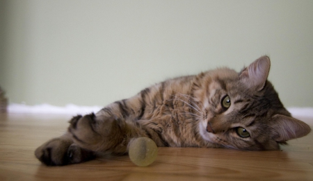 Cat - hat, pretty, cat face, beautiful, lovely, paws, cat, kitten, cute, cats, face, sleeping, animals, kitty