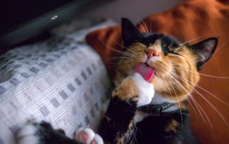 Cat - sleeping, cat face, hat, cat, kitty, animals, lovely, kitten, paws, face, pretty, cats, beautiful, cute