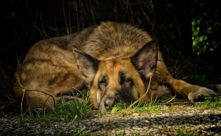 German shepherd - puppy, animals, lovely, pretty, puppys, beautiful, dog, animal, dogs, sweet, cute