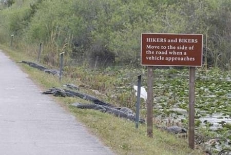 MOVE TO THE SIDE OF ROAD - funny, aligators, road, sign