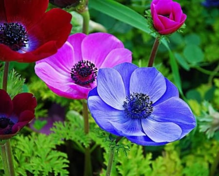 Lovely Flowers - white, nature, blue, flowers, lovely