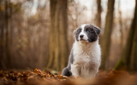 Puppy in the forest - autumn, puppy, black, spot, white, forest, dog, animal, orange, tree, cute