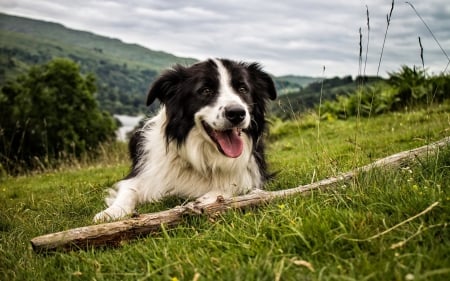 Border Collie - black, spot, white, play, dog, animal, green, grass, border collie