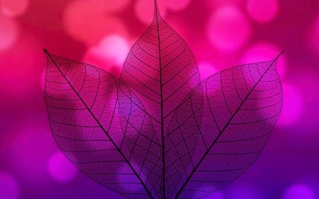 Pink - glitter, bokeh, purple, pink, veins, leaf, texture