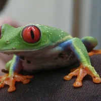 RED EYED TREE FROG