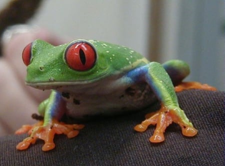 RED EYED TREE FROG - EYED, RED, TREE, FROG