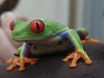 RED EYED TREE FROG