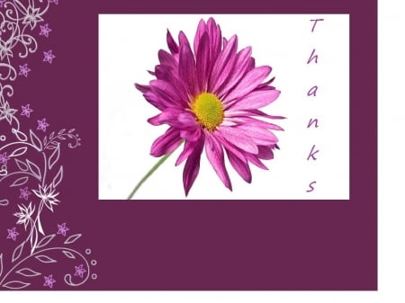 Thanks  - white, flower, purple, abstract, other, purple and white, thanks card, daisy