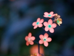 Small Flowers