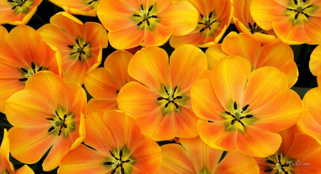 Orange Tulip Blossoms - blossoms, summer, tulips, spring, garden, bright, gold, blooms, orange