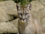 Cougar