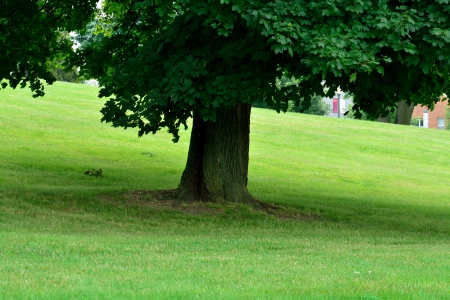 Peaceful Summer Scene - scenic summer, relaxing summer, peaceful summer, Peaceful Summer Scene, tranquil summer