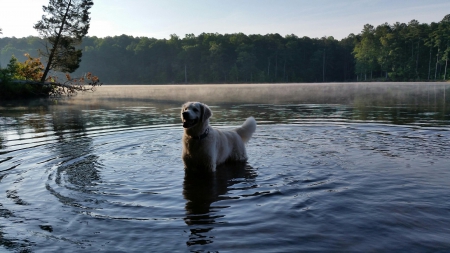 The dog In the Water - lake, tree, dog, bug