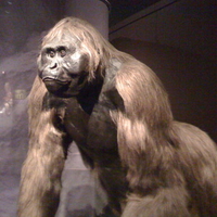 Gigantopithecus