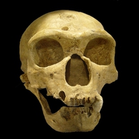 Homo Sapiens Neanderthalensis