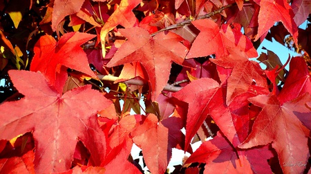 On a Fall Morning - autumn, fall, leaves, widescreen, washington, foliage