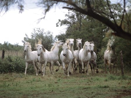 White Speed - horses, nature, free, open, animals, group, galloping