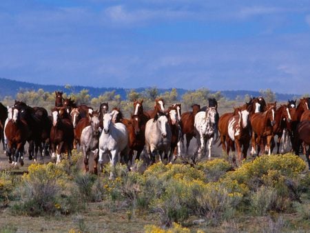 Open Wild Free - free, herd, nature, open, horses, galloping, animals