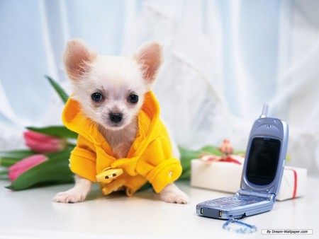 All Dressed Up - chihuahua, cute, dog, puppy, animals