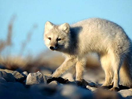 White Fox  - earth, nature, animals, wildlife