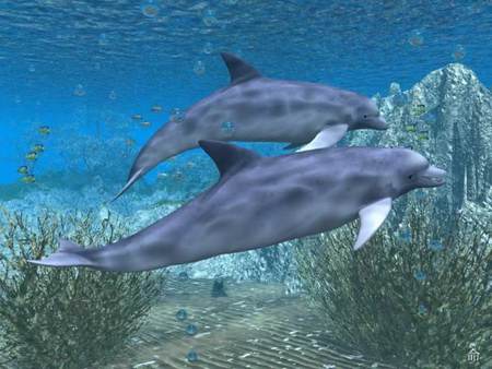 Dolphin Swim - reef plants, dolphins, ocean, swimming