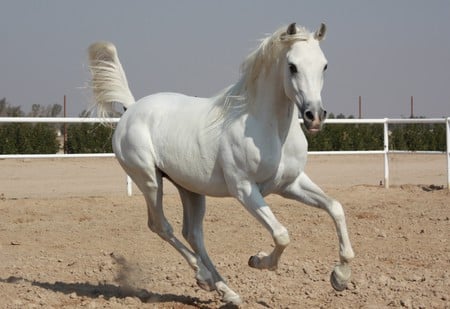 Milky - horses, arabian, animals, white horse