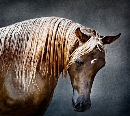 Golden Main - arabian, horses, arabian horse, main, golden, animals