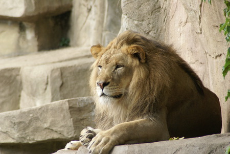 Chillin out - big, lion, cat