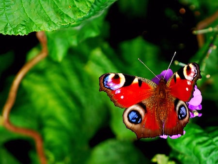 Natures Beauty - butterfly, nature, bugs, photography