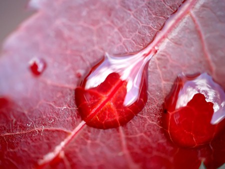 Water droplets on leaf - red leaf veins, rain droplets, closeup