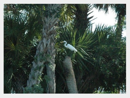 just resting - rest, white, nice, palm trees