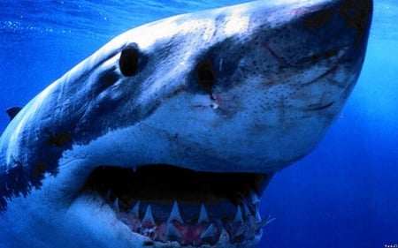 great white shark - shark, white, animals