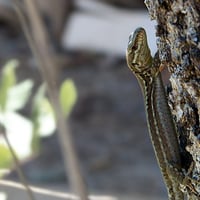 Lizard on a tree