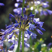 Bumble bee feeds from purple flower.