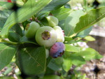 Blueberries in the garden