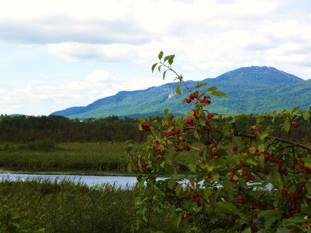 Apple tree in the wetlands - river, apples, wetlands, mountain, tree