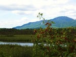 Apple tree in the wetlands