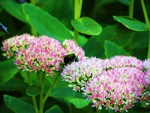 Bumblebee on a flower