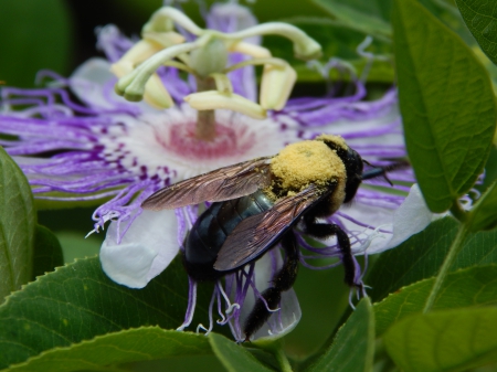 Macro Photography - Summer, Insect, Nature, Macro, Bee, Photography, Flower, Bumble