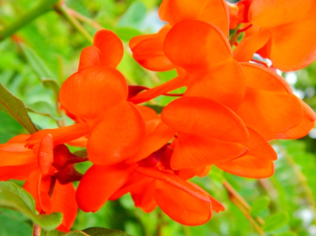 Beautiful Orange Flowers - flowers, nature, photography, macro, orange