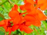 Beautiful Orange Flowers