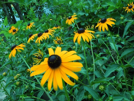 Wildflowers - nature, macro, photography, plant, wildflowers