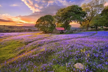 * Flowering field * - trees, bluebells, field, sunset, spring, yellow, orange, green, grass, hills, sky clouds, rural hut, violet, nature, beautiful, flowers, flower