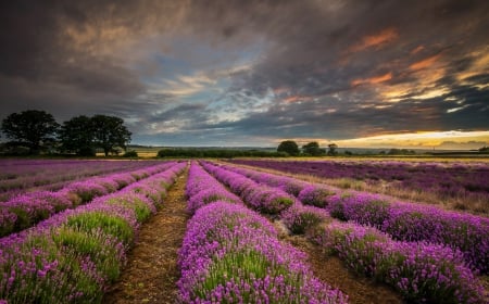 * Lavandar * - nature, dlowers, field, lavandar, flower