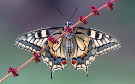 Beautiful Butterfly - butterfly, animals, insect, plant