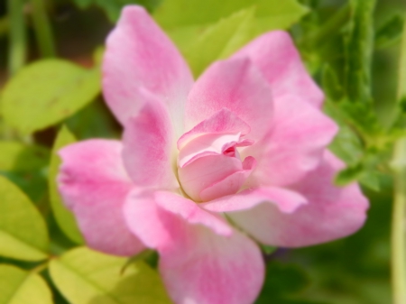 Beautiful Pink Rose - pretty, roses, lovely flowers, summer, beautiful, photography, light color, pink, flowers, blur, nature, macro